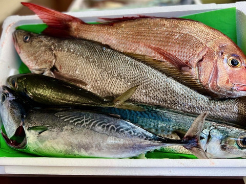 【Lサイズ】大容量！鮮度バツグンの朝どれ鮮魚セット