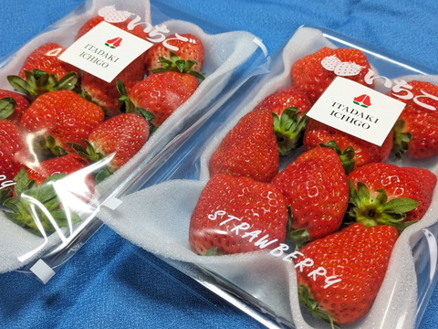 いちご４品種食べ比べセット