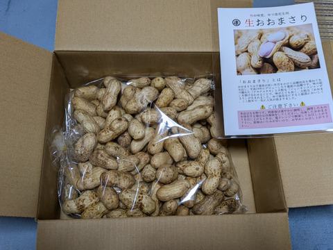 【旬物】ぷりぷり大粒！千葉県産おおまさり1kg 食べ応えバツグンのジャンボ落花生！