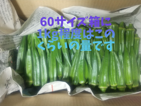 【夏ギフト】太陽の光たっぷり！オクラ1㎏（100~125本程度）≪さぬき讃ベジタブル≫