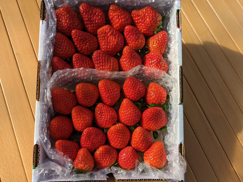 🍓園主おまかせ🐝　＊。+・ミックスボックス・+。＊約７００ｇ