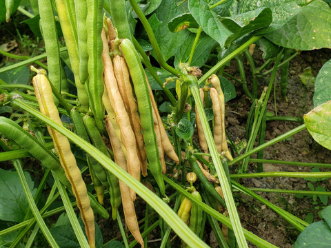 【訳あり】ぜんざい用　大納言小豆（２kg）新豆 兵庫県但馬産