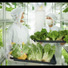 大剛 伏見工場　野菜プラント
