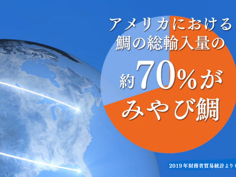 【父の日ギフト】九州認知度NO.1！養殖真鯛といえばみやび鯛！みやび鯛 【まるごと一尾セット】 (生のみやび鯛約2kgサイズ)※冷蔵