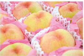 樹上完熟！岡山県備前市産びぜん白桃【加納岩白桃・紅清水白桃・末木白桃の３種のうち１種】約2kg