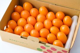 神奈川県限定トマト　湘南ポモロンゴールド(1.8kg)