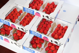 完熟あまおう！「福岡産いちご」デラックス級5玉〜15玉（10パック）