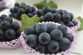 【ナガノパープル】大玉でぷりっとジューシー！種なし皮ごと食べられる大人気品種🍇