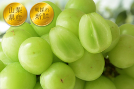 クール便指定【予約販売！💚朝採れ山梨シャインマスカット】１キロ ２房でお届け！一度食べたら忘れられない 【生産量日本一の山梨県産】
