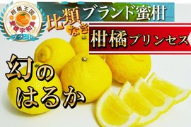 【星付きミシュラン御用達】2026年2月予約🍊柑橘界のプリンセス『幻のはるか』🍊傾斜35度の崖上で収穫される希少な宇和島ブランドみかん【大容量約3kg】