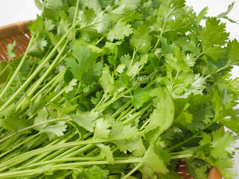 採れたて！新鮮パクチー 200g 【農薬化学肥料不使用】