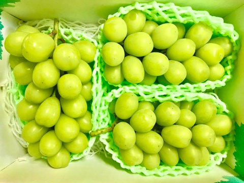 パリッと新鮮☆シャインマスカット3房約1.8-2.0kg【冷蔵便】《大箱》　贈答　ギフト　家庭用にも　#07 【2025年予約】