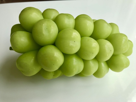 パリッと新鮮☆シャインマスカット1房約600〜650 g【冷蔵便】　贈答　ギフト　家庭用にも　#02 【2025年予約】