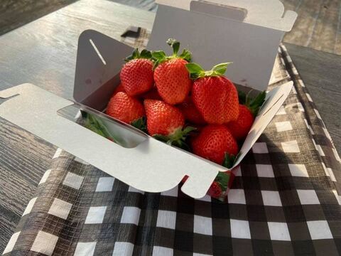 【冬ギフト】🍓日テレDayDay出演話題沸騰🍓【次世代イチゴの革命児】市場に一切出回ることのない糖度と旨味を緻密に凝縮したマッスルベリー『2025年1月上旬ごろ』発送開始