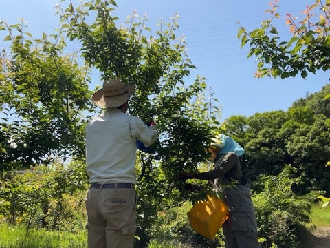 【訳あり半額】訳あり自然栽培青梅・黃梅大小混合、斑点多め。2kgカットしてジャムなどに使って頂ける方