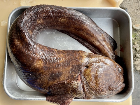 【知床羅臼直送】現品限り 1.5kg オオカミウオ 海のギャング 血抜き済