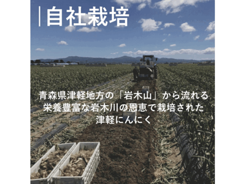 旨みを最大限に引き上げた「津軽黒にんにく」 良品 500g 青森県産にんにくを熟成発酵！