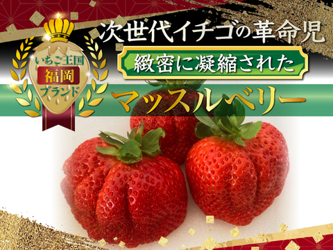 【冬ギフト】🍓日テレDayDay出演話題沸騰🍓【次世代イチゴの革命児】市場に一切出回ることのない糖度と旨味を緻密に凝縮したマッスルベリー『2025年1月上旬ごろ』発送開始