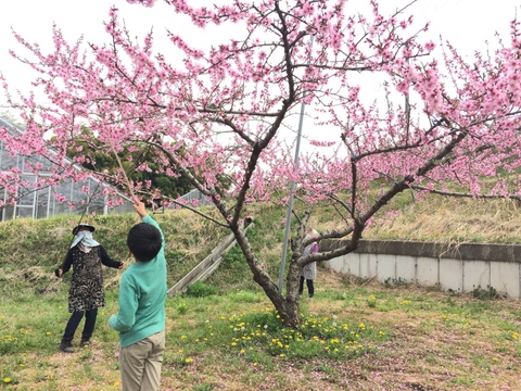 🍑おかやまの桃　ゴールデンピーチ　お試しサイズ　小箱【3〜6個】【ご自宅用】
