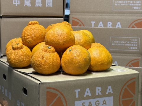 佐賀県太良町産　♪不知火♪2.5kg【家庭用キズ少なめ】