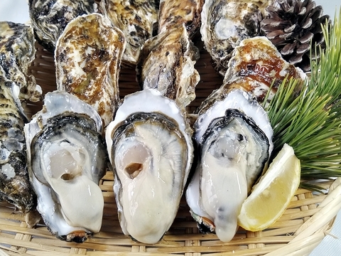 【10％OFF設定中】生食用８ｋｇ 殻付き 牡蠣 （56~130粒）牡蠣 殻付き牡蠣 殻付き牡蛎 牡蛎 かき カキ 松島牡蠣屋 BBQ貝類 オイスター oyster 貝類 貝