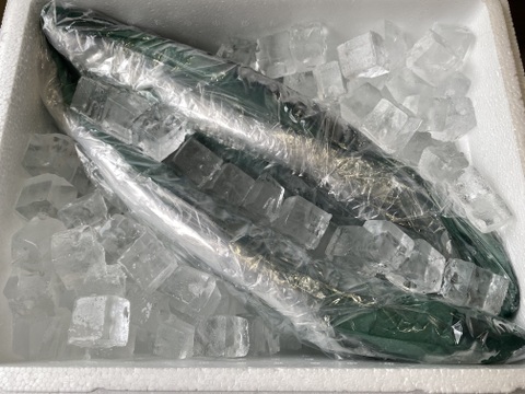 琵琶湖産　天然ビワマス　鮮魚　中　36〜45㌢ 400〜800㌘