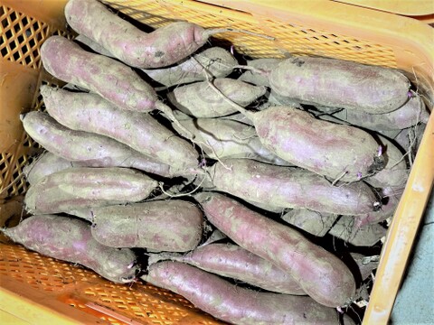 低温熟成保管!!茨城県産紅はるかＭサイズ5㎏　さつまいも　サツマイモ