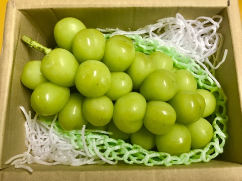 パリッと新鮮☆シャインマスカット1房約600〜650 g【冷蔵便】　贈答　ギフト　家庭用にも　#02 【2025年予約】