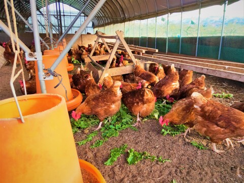 【平飼い卵】おぶせのたまご（20個）