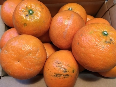 愛媛の伊予柑☆混合サイズ☆ご家庭用☆4.5kg
