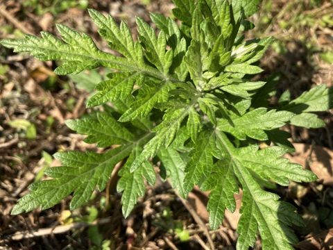 【乾燥茶】屋久島産よもぎ茶　完全農薬不使用　10g×2 20g