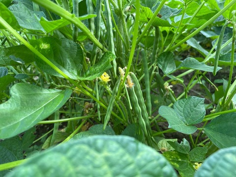 グルテンフリー　自然栽培米と小豆のあんぱん　6個セット