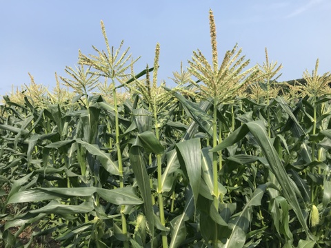 北海道産🌽農薬化学肥料除草剤不使用🌽【朝どれ】当日発送🚚甘い‼️白トウモロコシ🌽20本