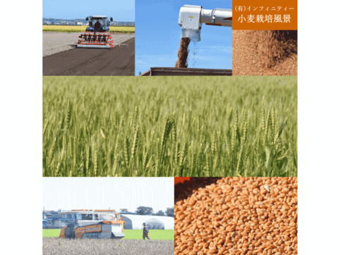【栽培期間中農薬不散布】ネバ全 全粒粉 中力粉 業務用 25kg 青森県産単一品「ネバリゴシ」100％使用 日本の小麦 国産小麦 国産小麦粉