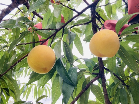 🍑おかやまの桃　ゴールデンピーチ　お試しサイズ　小箱【3〜6個】【ご自宅用】