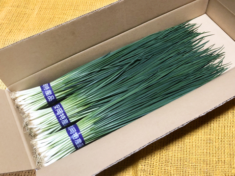 深緑のエメラルドをご家庭で！安岡ねぎ(ふぐねぎ･ふくねぎ)「玉翠」(300ｇ)『2セット』