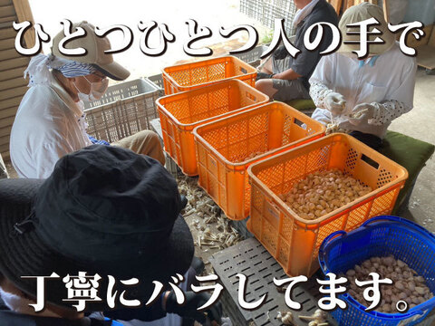 【毎年２万箱売れてます！】令和６年新物300g!! 青森県産にんにく 最高級品種 ホワイト６片 家庭用バラ