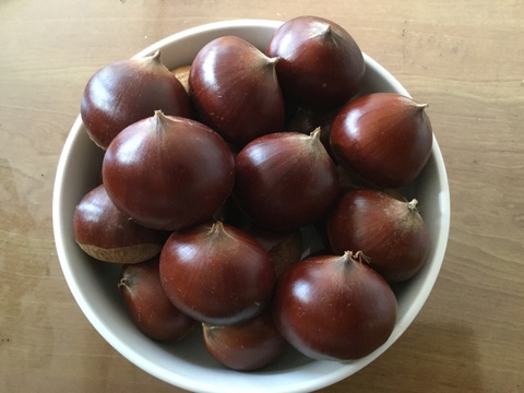 熊本の里山の銀寄栗 1.5ｋｇ