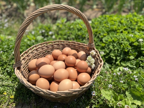 【冷蔵便】幸せ島育ち！✨有機野菜を食べて育った平飼い有精卵　30個　Happy Eggs