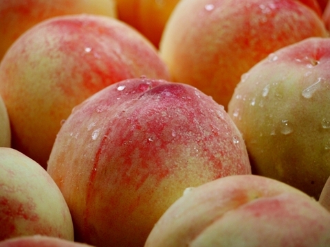 🍑あま～い桃　あかつき　約3kg　8～14玉【ASIAGAP認証農場：津軽農園】8月上旬　採れたて農家直送　夏ギフト　お中元【朝どれ】