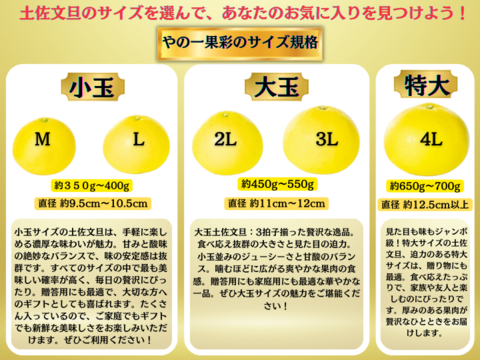 【日本ギフト大賞受賞】【在庫僅少特価品】園主こだわり土佐文旦 訳あり 3kg  小玉（L～M）　　　　土佐文旦 ぶんたん ブンタン 高知  みかん 国産みかん 果物 柑橘