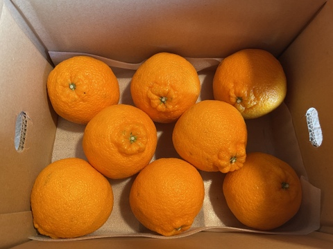 【高級柑橘】デコ（不知火）2kg ※2月上旬頃発送開始