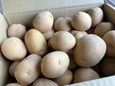 【鹿児島発❗️新じゃが‼️】インカのめざめ(10kg)