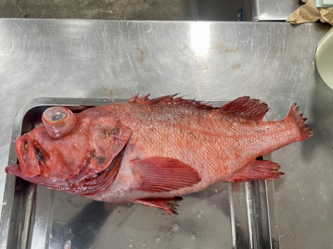 【知床羅臼直送】アカゾイ(アラメヌケ)船上神経締め　朝どれ メヌケの代用品に お刺身等 オマケ付き