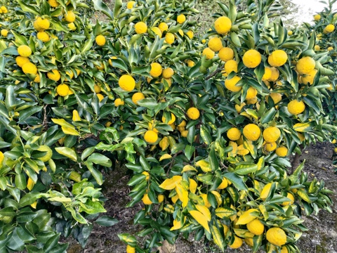 ▲今期終売【晴れの国・岡山産】休眠貯蔵で果汁たっぷり！芳醇で柔らかい香り～農薬・化成肥料・防カビ剤不使用の自然栽培小柚子～【２月中旬以降は保冷便指定・無選別２Kg】