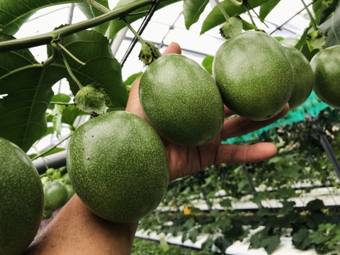 【夏ギフト】特大サイズ！パッションフルーツ【三宅島産】8~10玉 1000g【贈答用】