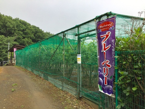 【東京産】フレッシュ生ブルーベリー 100g×8パック_農薬不使用