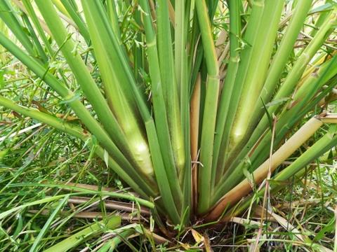 今が旬！今しか食べれない！神聖な植物　マコモダケ(２kg）（まこも、マコモ、マコモタケ、真菰）