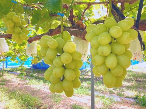 【数量限定】大迫力！シャイン品種の極大粒ぶどう 雄宝1房700g~