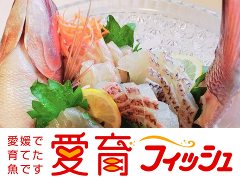 【こもこもShop品質ご堪能セット】養殖品質ご堪能セットB（3尾入）/箱